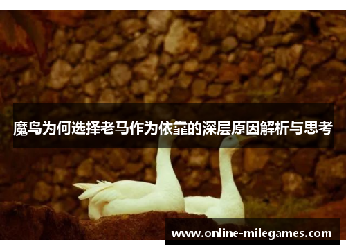 魔鸟为何选择老马作为依靠的深层原因解析与思考